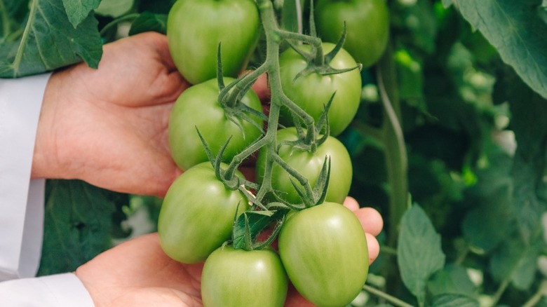 Hands of a gardener gently holding a cluster of unripe green tomatoes on a vine.