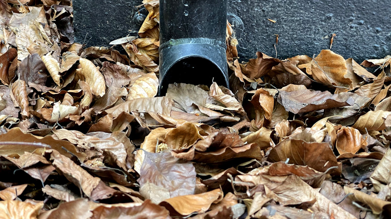 Sump pump drain pipe filled with fall leaves