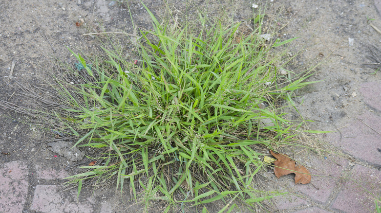 Crabgrass looking healthy as it spreads in grass in a back yard.