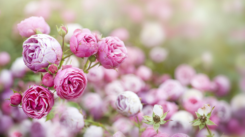 Pink roses in a flower garden