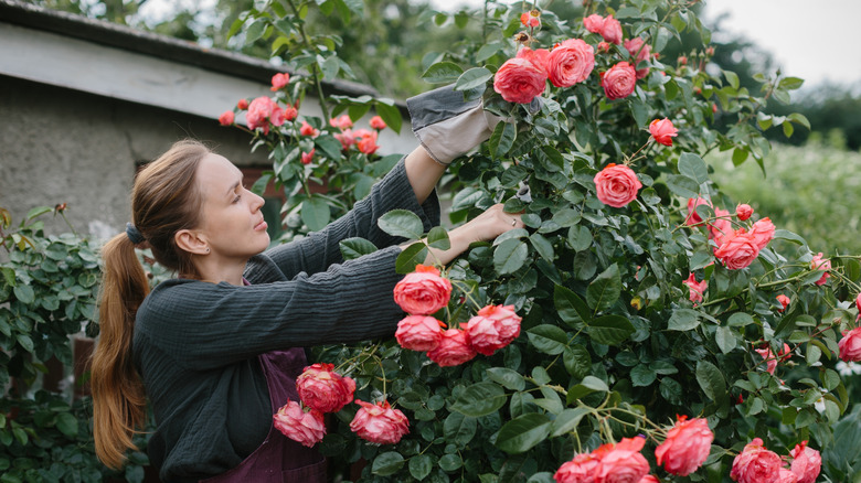 A woman tends to the pink roses in her garden