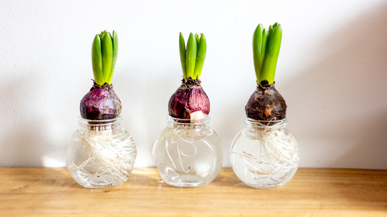hyacinth bulbs sprouting in glass forcing vases