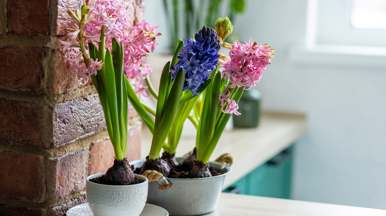 Beautiful purple and pink hyacinth blooms in pots