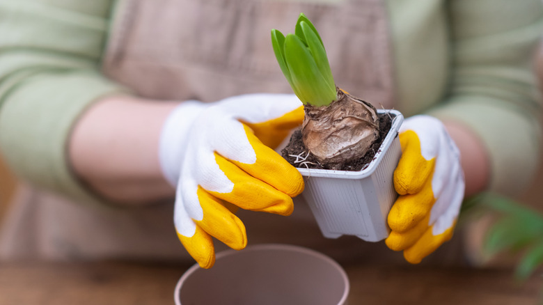gloved human hands holding hyacinth bulb in pot