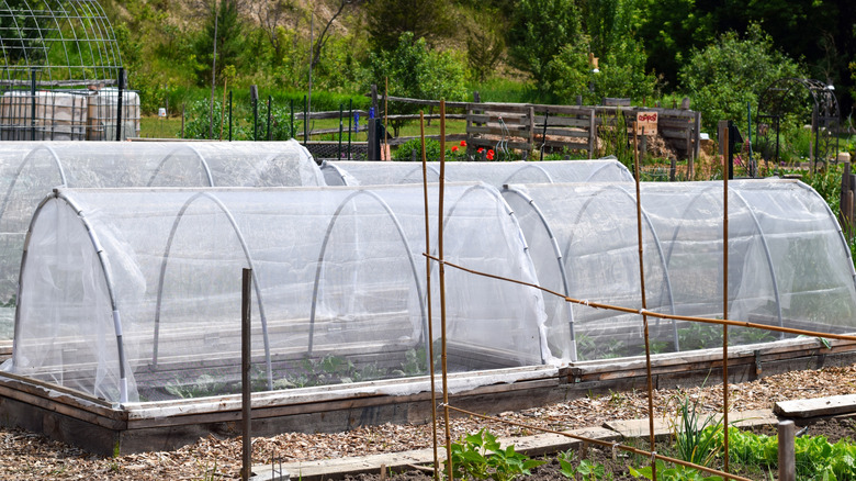 A garden covered by several floating row covers.