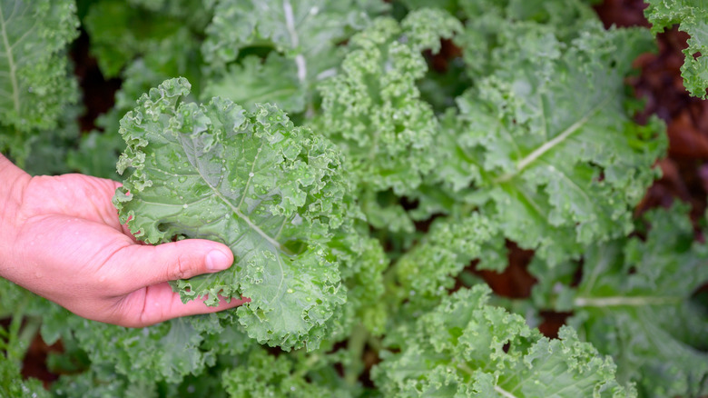 Person holding fresh kale leaf in the garden