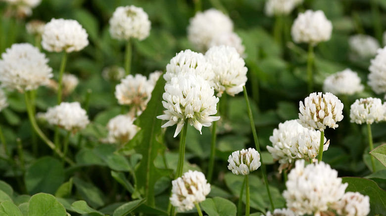 White clover growing