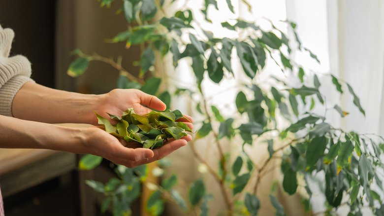 Person holding a handful of freshly harvested bay leaves