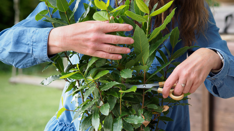 Person cutting bay leaf branches