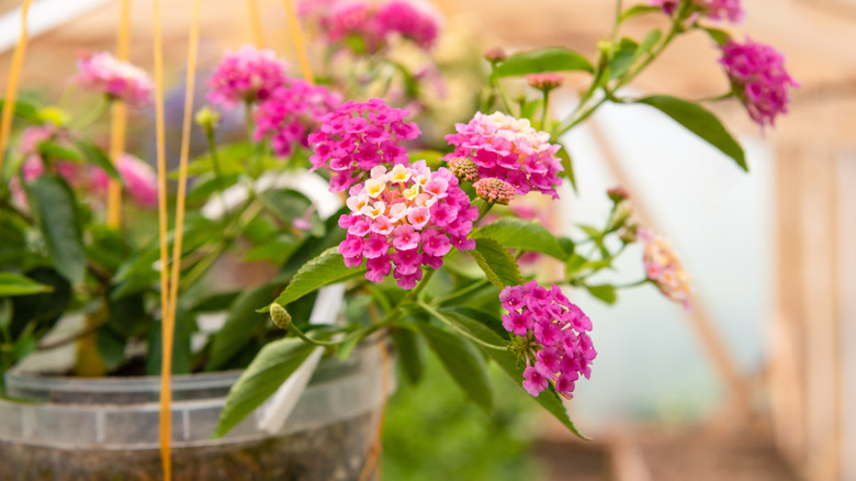 Pink lantana flowers growing from a clear container