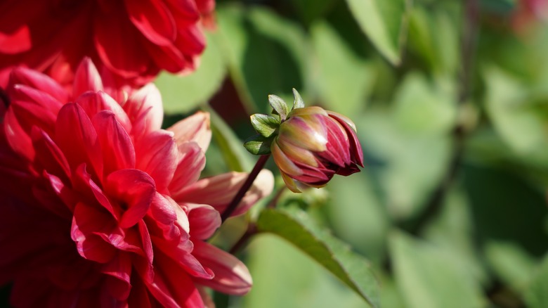 Red dahlias grow, with showy flowers and an emerging bud