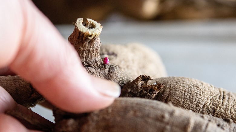 A person inspects a dahlia tuber that exhibits some shriveling by pressing on it with their finger