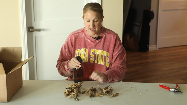 A gardener aims a mist bottle at dried dahlia tubers to rehydrate them