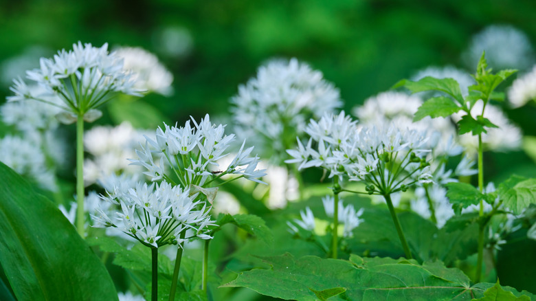 Closeup of white wild garlic flowers.