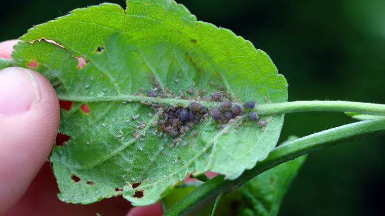 Closeup of a hand holding a green leaf with aphid infestation.