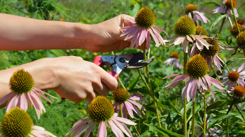 hands holding garden shears and cutting echinacea flower