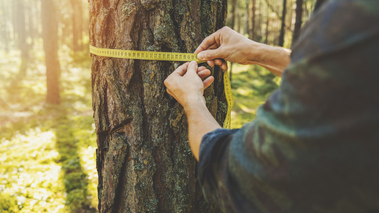 Person measuring the circumference of a tree with a tape measure