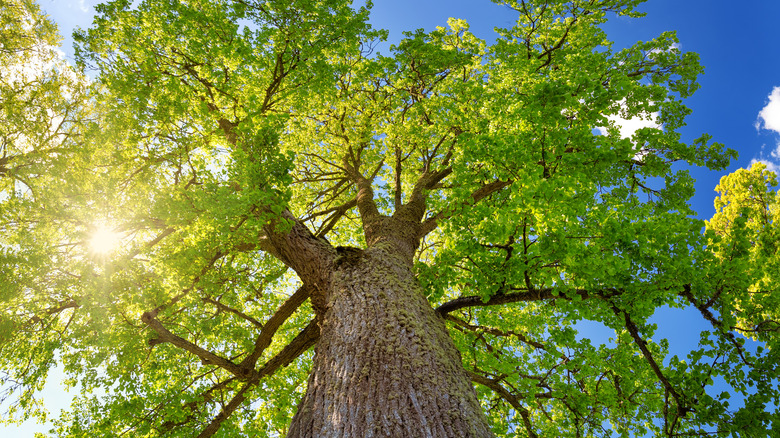 Large healthy tree on a sunny day