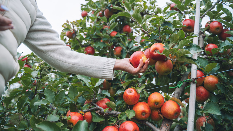 Hands holding ripe red organic apples growing on a tree in an apple orchard
