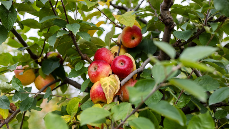 Ripe apples hanging in a tree
