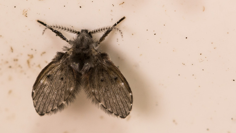 Close-up of drain fly in a home