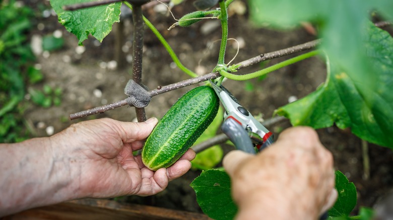 Gardener hands cutting ripe cucumber from the vine with gardening shears