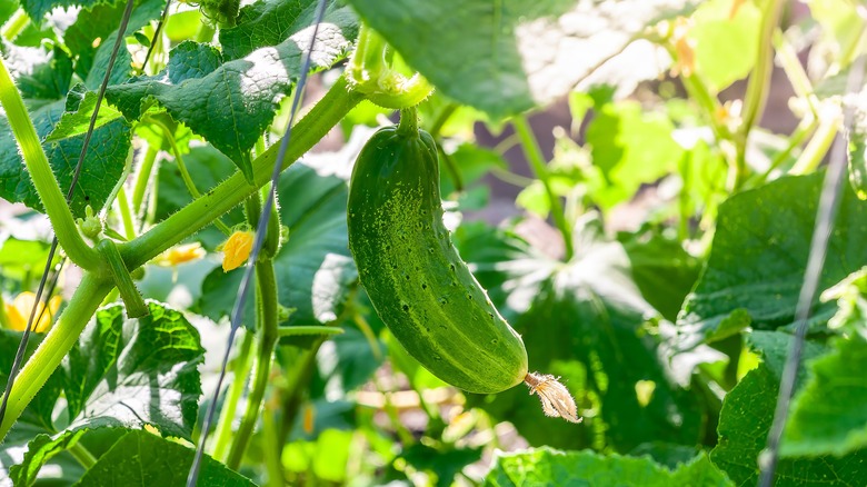 Ripe pickling cucumber surrounded by healthy green foliage