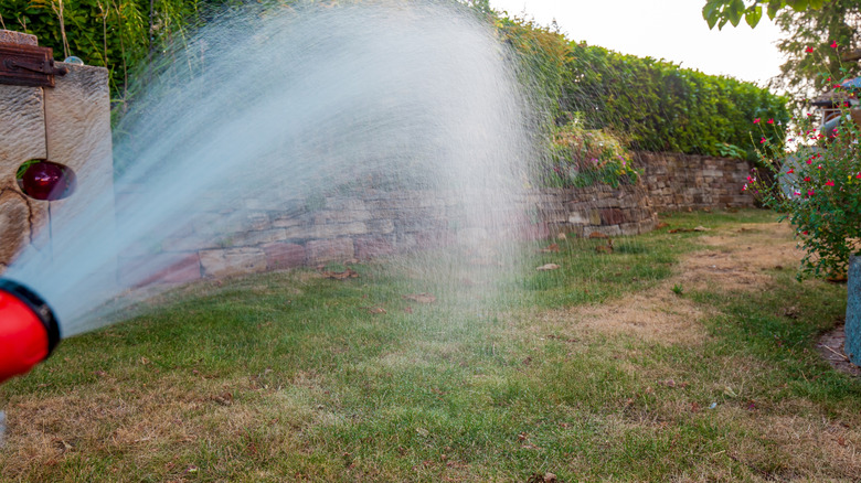 Person watering brown lawn