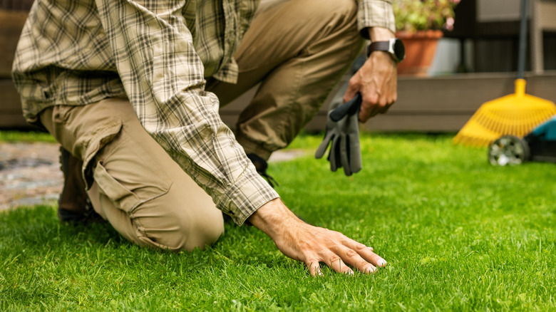 Person touching front lawn