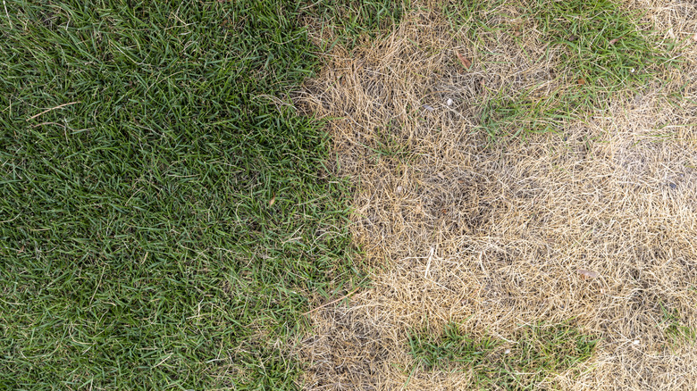 Lawn with some dead, dry spots