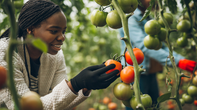 A gardener harvesting ripe tomatoes from healthy plants with lots of fruits