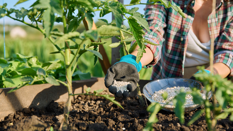 A gardener adding a granular fertilizer to a tomato plant