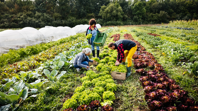 family working in a garden