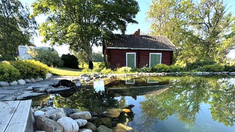 A bio-pool with a small shed in the background