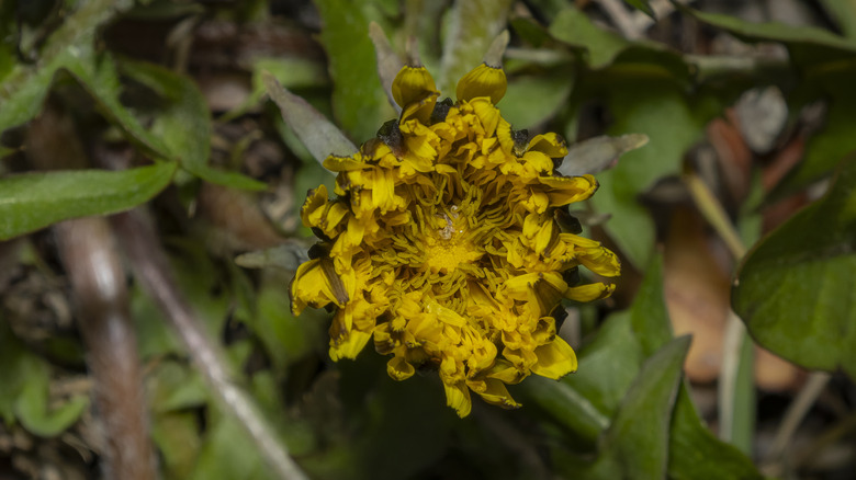 A close-up photo shows a wilted yellow dandelion in the grass