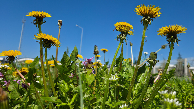 Yellow dandelion flowers are shown from a low angle growing naturally among grass