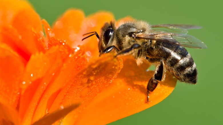 bee on calendula flower