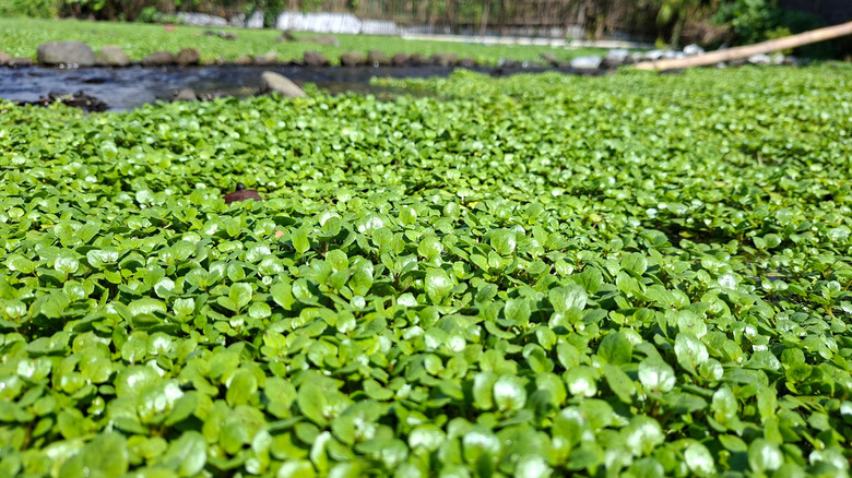 A dense mat of watercress along a stream