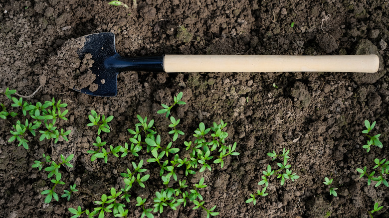 Seedlings on moist soil with a shovel