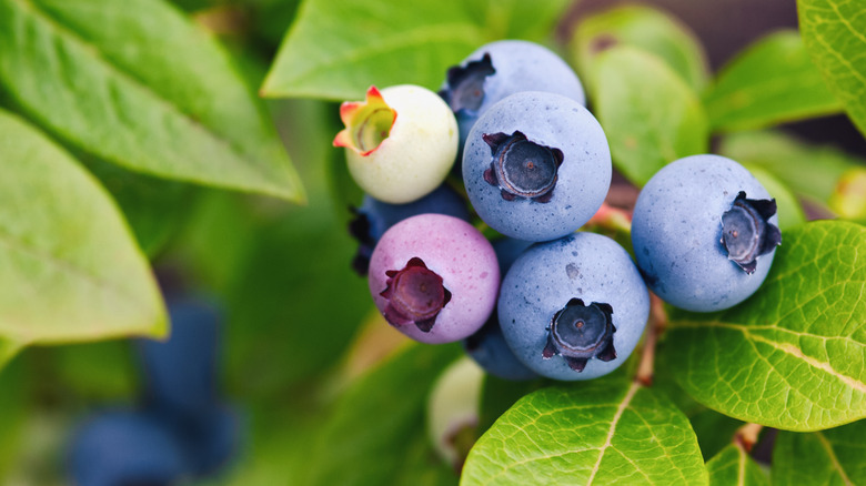 Close-up of a lowbush blueberry