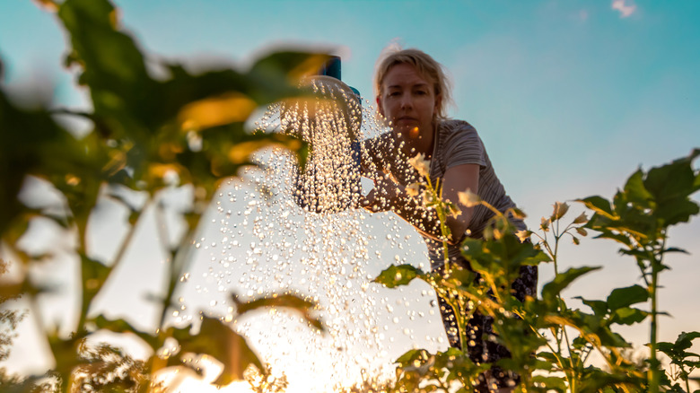 Woman watering plants in the sun