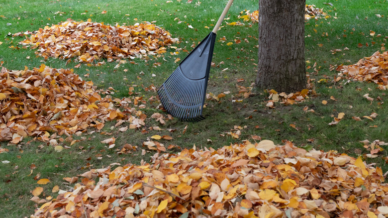 Piles of leaves in a yard