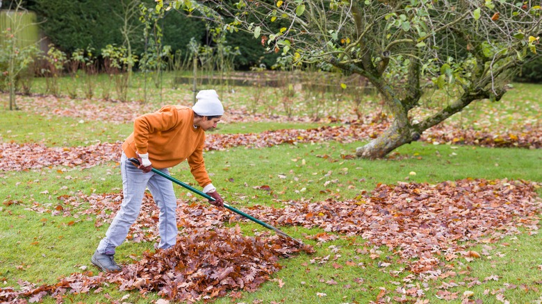 Woman raking leaves in her yard