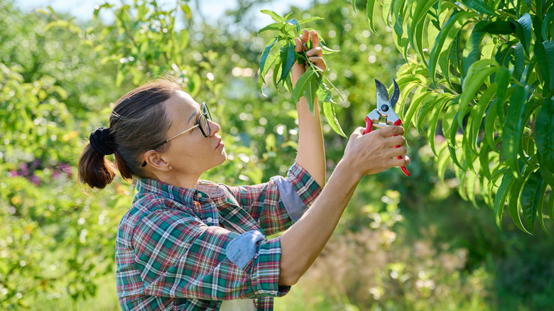Female gardener with pruning shears pruning peach tree in a garden.