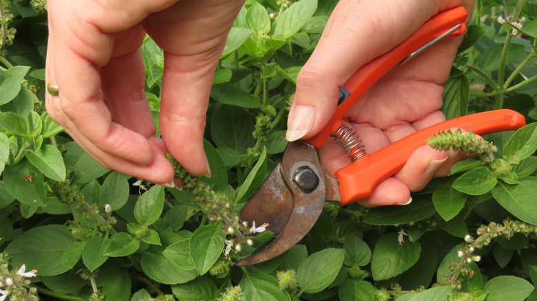 Closeup of woman hands pruning basil flowers with a bypass shears.
