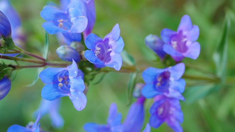 A close-up shot of bright blue penstemon heterophyllus in a garden