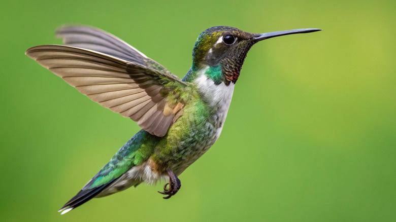 A green hummingbird mid-flight against a green backdrop