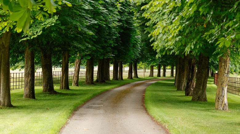 A driveway lined with trees on both sides and a fence leading onto a property.