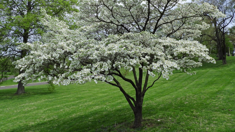 A flowering dogwood stands in a lawn in full bloom.
