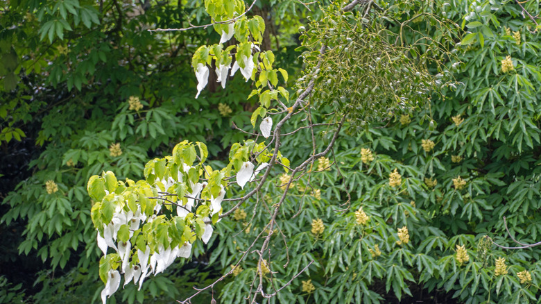 A Dove tree with flowers only showing on some branches.
